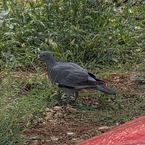 Common Wood-Pigeon