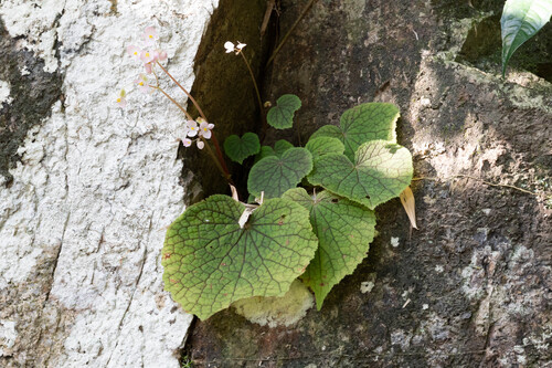 Begonia poilanei