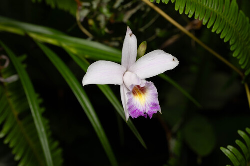 Bamboo Orchid