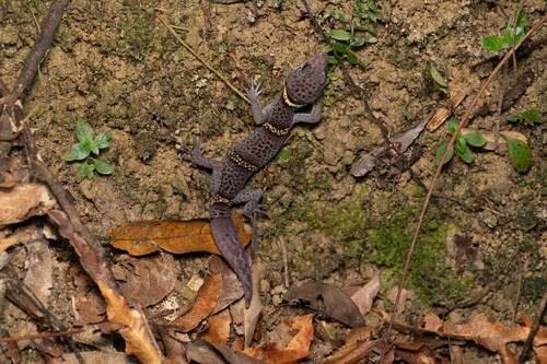 Chinese Cave Gecko