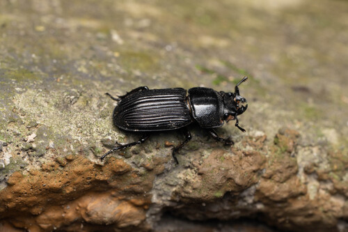 Nigidius sinicus
