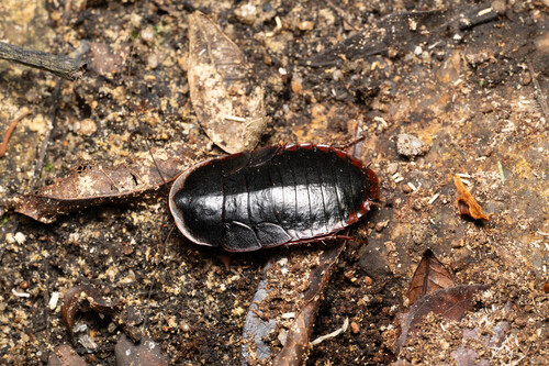 Amphibious Litter Cockroach