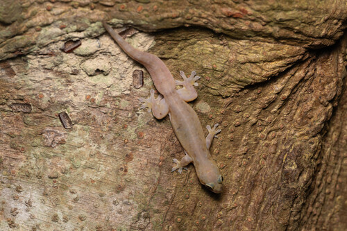 Common Four-clawed Gecko