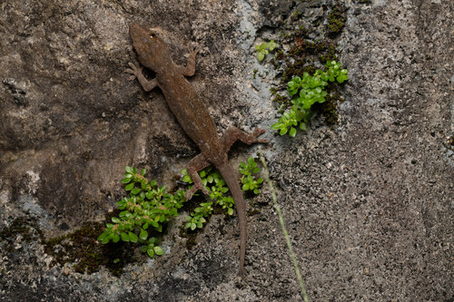 Asian House Gecko
