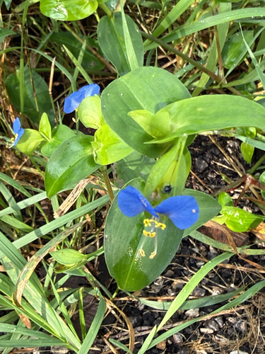 Asiatic dayflower