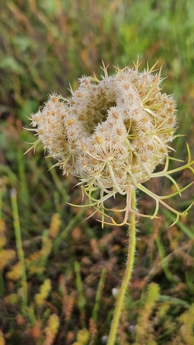 wild carrot