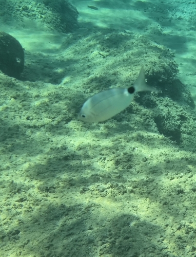 Saddled Seabream