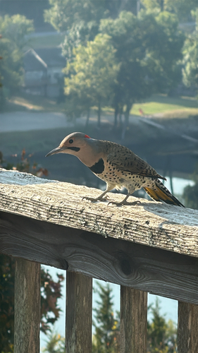 Northern Flicker