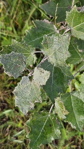 white poplar