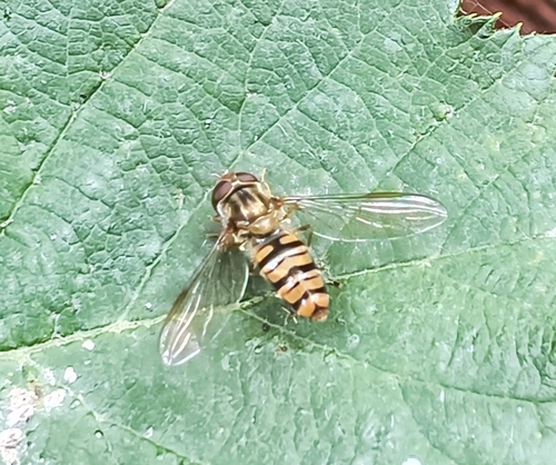 Marmalade Hover Fly