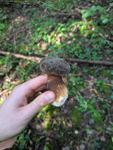 Dusky Bolete