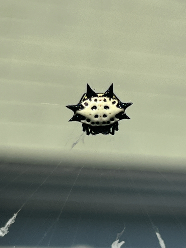 Spinybacked Orbweaver