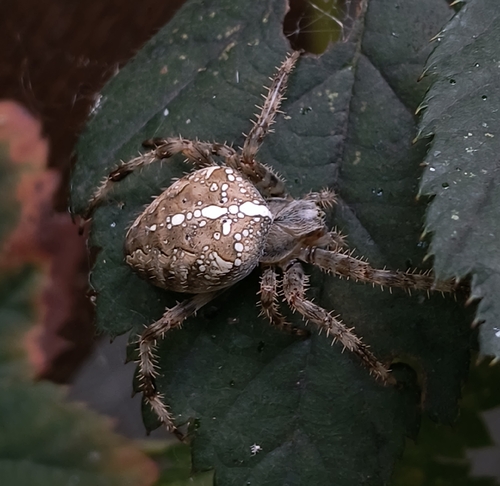 Cross Orbweaver