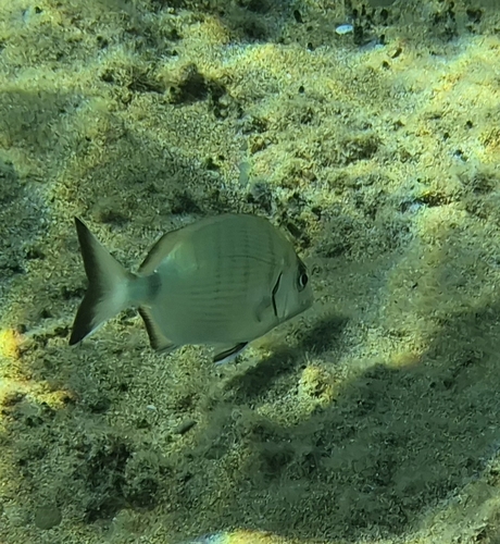 White Sea Bream