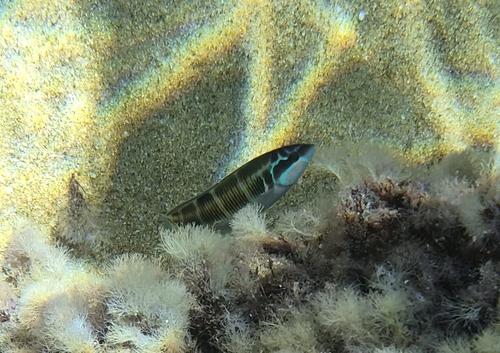 Ornate Wrasse