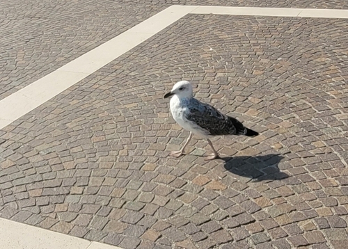 Yellow-legged Gull