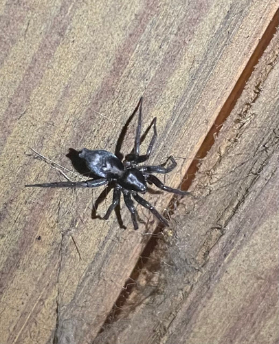 Eastern Parson Spider