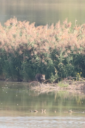 Wild Boar