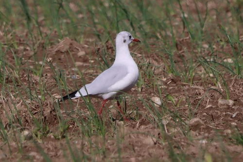 Black-headed Gull