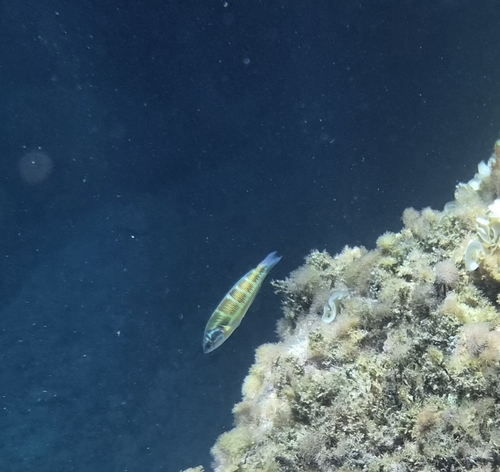Ornate Wrasse