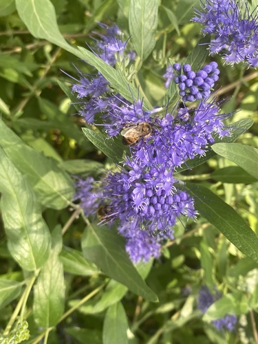 Western Honey Bee