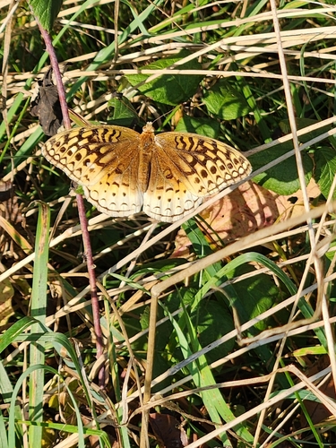 Great Spangled Fritillary