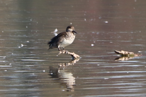 Green-winged Teal