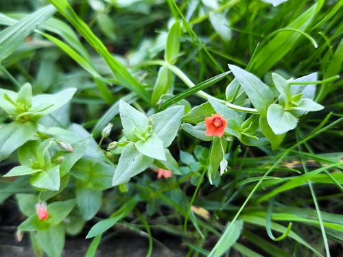 scarlet pimpernel