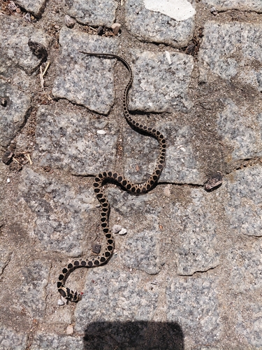 Horseshoe Whip Snake