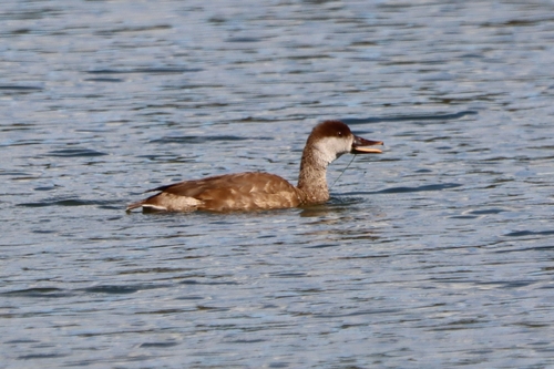 Red-crested Pochard