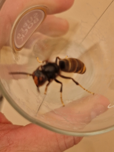 Yellow-legged Hornet