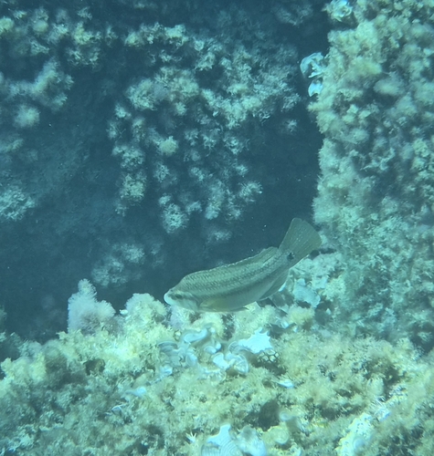 East Atlantic Peacock Wrasse