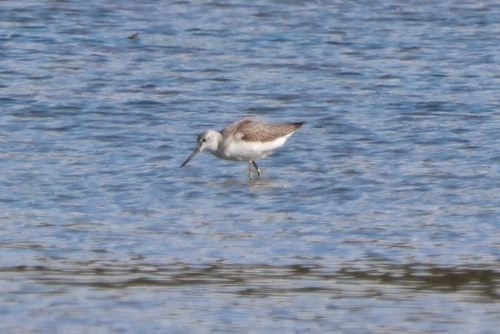 Common Greenshank