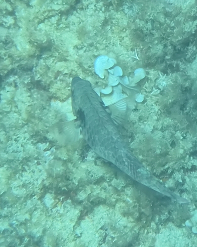 European Parrotfish