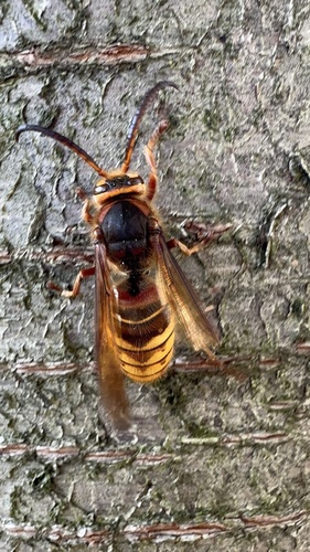 European Hornet