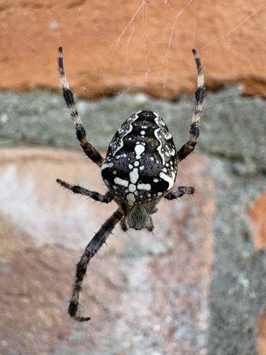 Cross Orbweaver