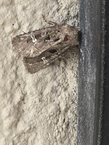 Bristly Cutworm Moth