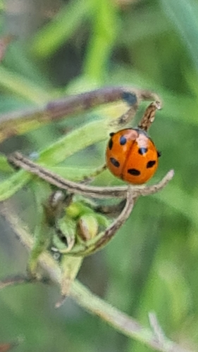 Variegated Lady Beetle