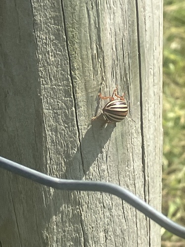 False Potato Beetle