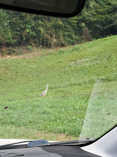 Grey Heron