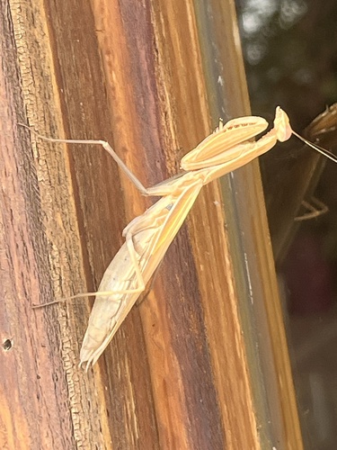 European Mantis