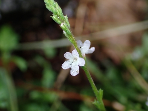 Common vervain