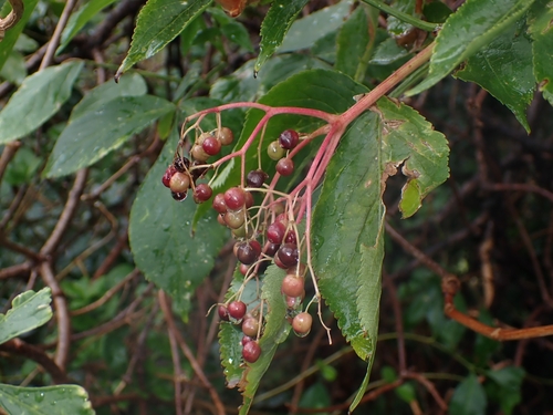 European black elderberry