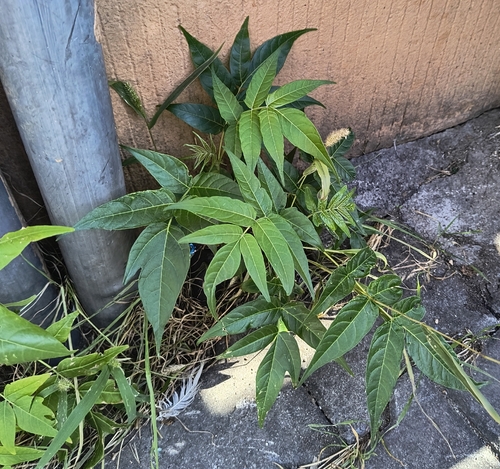 tree-of-heaven