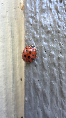 Asian Lady Beetle
