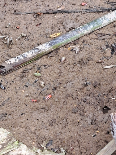 Rose Fiddler Crab