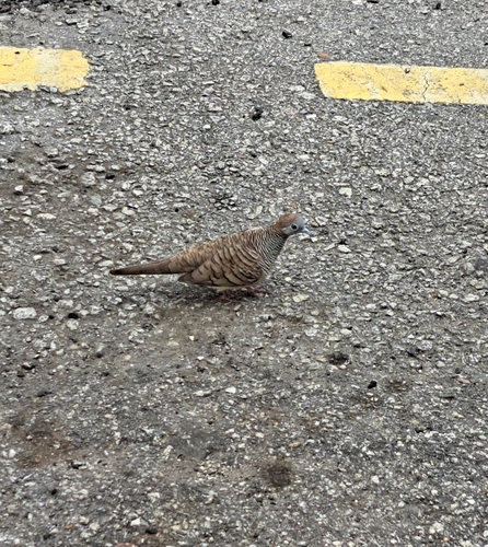 Zebra Dove
