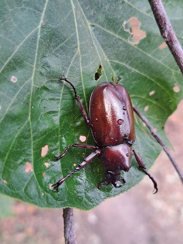 Xylotrupes pauliani