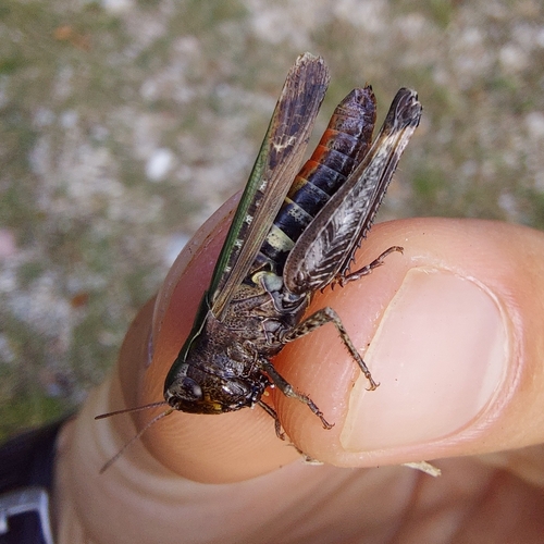 Woodland Grasshopper