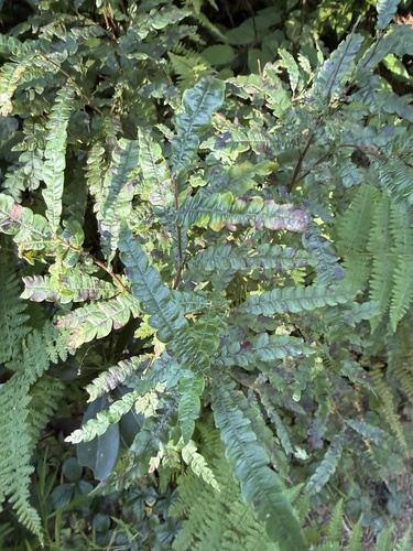 sweetfern